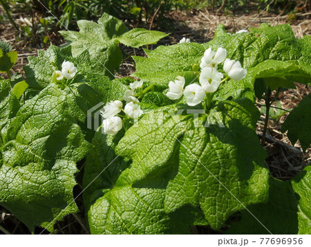 サンカヨウ 77696956