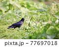 ハシボソガラス 77697018