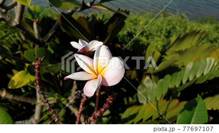 Flowering of Plumeria Flowering of Plumeria 77697107
