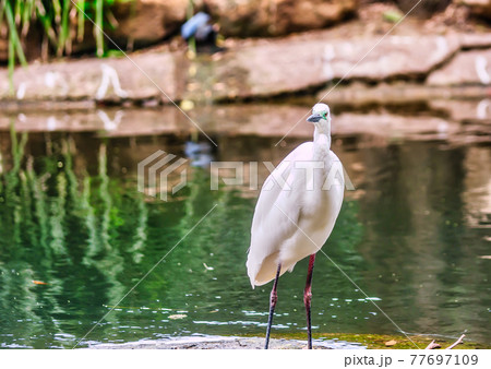 Looking food on the lake 77697109