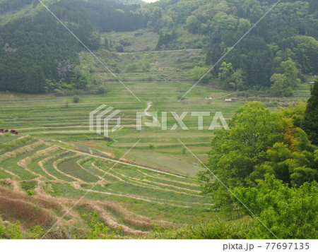 田植え前の棚田 田植え前の棚田 77697135