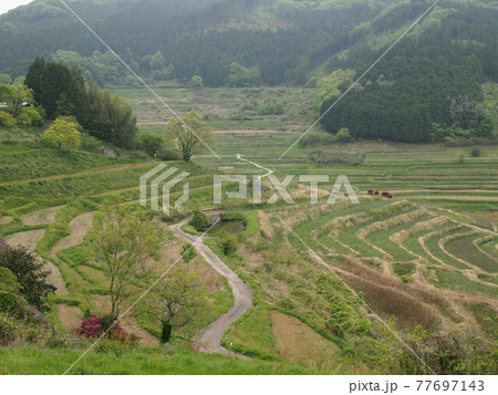 田植え前の棚田 田植え前の棚田 77697143