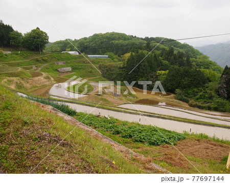 田植え前の棚田 田植え前の棚田 77697144