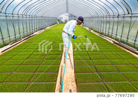農業　ビニール育苗ハウスでの稲苗水管理 77697280