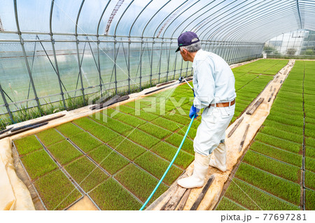 農業　ビニール育苗ハウスでの稲苗水管理 77697281