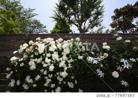 <神奈川県>横浜イングリッシュガーデン <神奈川県>横浜イングリッシュガーデン 77697365
