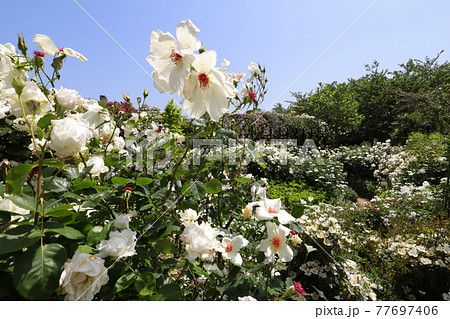 ＜神奈川県＞横浜イングリッシュガーデン 77697406