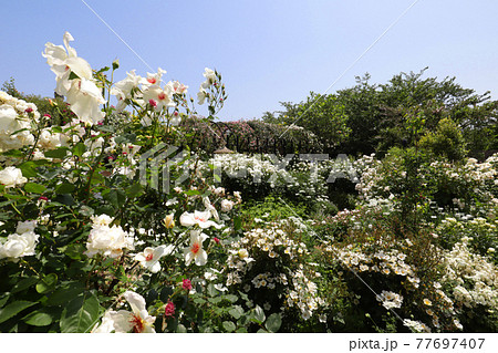 ＜神奈川県＞横浜イングリッシュガーデン 77697407
