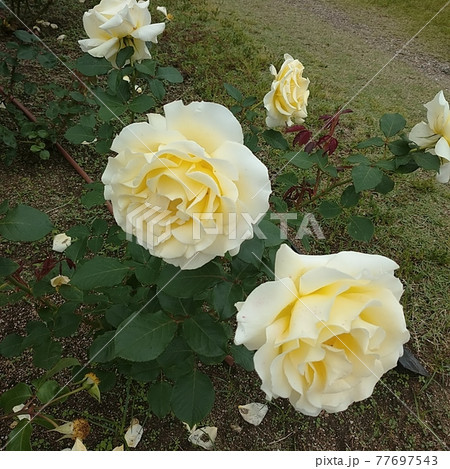 白いバラ 白いバラ 77697543