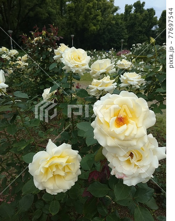 白いばら マディエス イエロー 白いばら マディエス イエロー 77697544