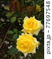 黄色いばら　ゴールド バニィ 77697548