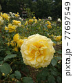 黄色いばら　ゴールド メダイヨン 77697549