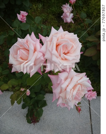 ピンクのバラ3輪　プリンセス ノブコ 77697807