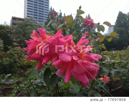 濃いピンク色の薔薇 オータム 濃いピンク色の薔薇 オータム 77697808