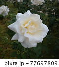 白い薔薇　ホワイト クイーン エリザベス 77697809