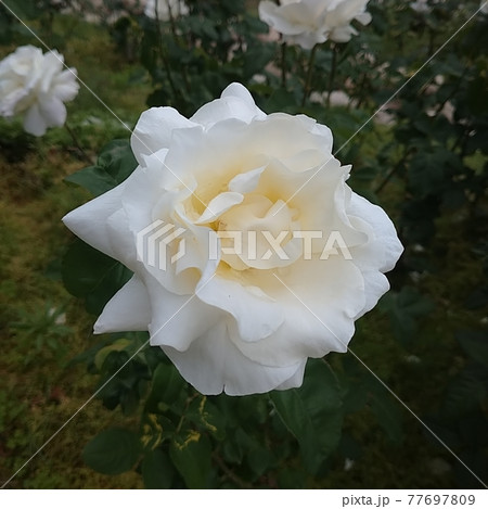 白い薔薇　ホワイト クイーン エリザベス 77697809