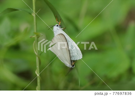 交尾中のキアシドクガ  77697836