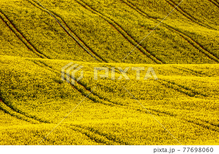 Rapeseed yellow field in spring Rapeseed yellow field in spring 77698060