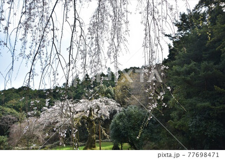 長興山 紹太寺の枝垂桜 長興山 紹太寺の枝垂桜 77698471