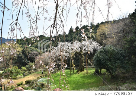 長興山　紹太寺の枝垂桜 77698557