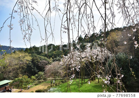 長興山 紹太寺の枝垂桜 長興山 紹太寺の枝垂桜 77698558