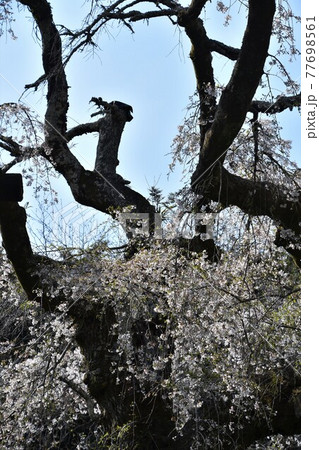 長興山　紹太寺の枝垂桜 77698561