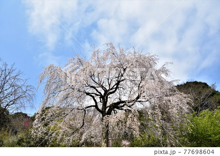 小田原市長興山　紹太寺の枝垂桜 77698604