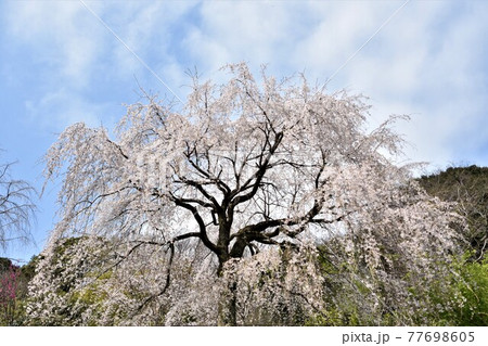 小田原市長興山　紹太寺の枝垂桜 77698605