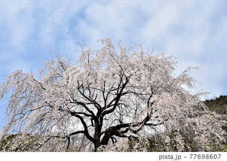 小田原市長興山　紹太寺の枝垂桜 77698607