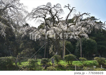 長興山　紹太寺の枝垂桜 77698609