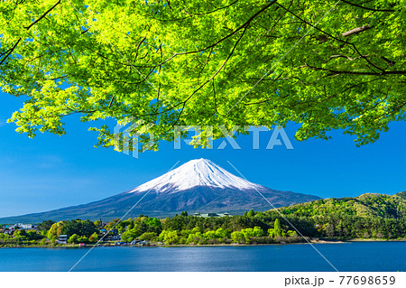 《山梨県》富士山と新緑・河口湖湖畔 77698659