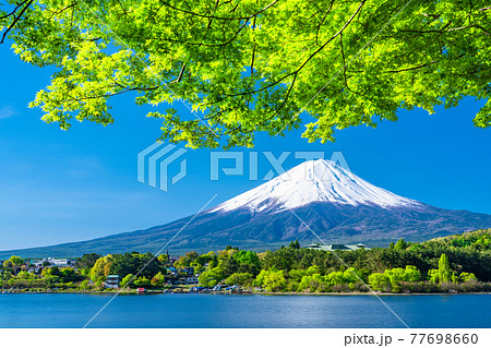 《山梨県》富士山と新緑・河口湖湖畔 77698660