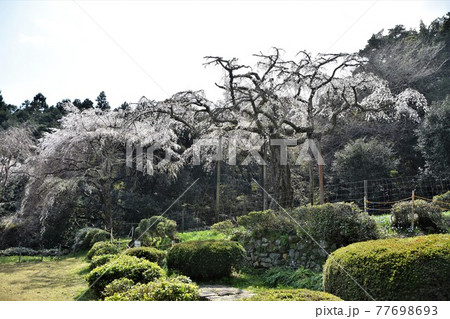 長興山 紹太寺の枝垂桜 長興山 紹太寺の枝垂桜 77698693