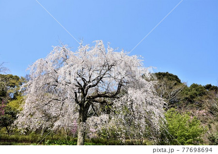 小田原市長興山　紹太寺の枝垂桜 77698694