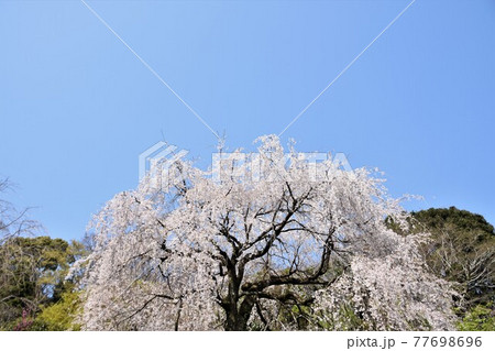 小田原市長興山 紹太寺の枝垂桜 小田原市長興山 紹太寺の枝垂桜 77698696