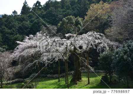長興山　紹太寺の枝垂桜 77698697