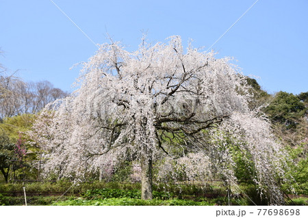 小田原市長興山　紹太寺の枝垂桜 77698698