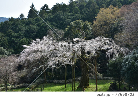 長興山　紹太寺の枝垂桜 77698702