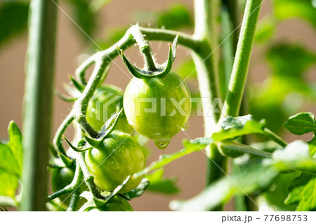 ミニトマト 成長過程の写真素材