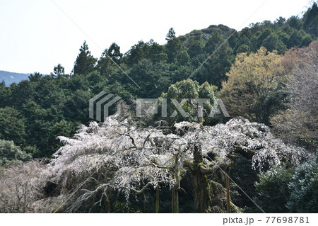 長興山　紹太寺の枝垂桜 77698781