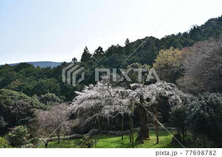 長興山 紹太寺の枝垂桜 長興山 紹太寺の枝垂桜 77698782
