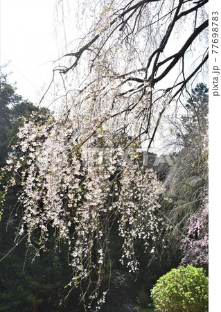 小田原市長興山 紹太寺の枝垂桜 小田原市長興山 紹太寺の枝垂桜 77698783