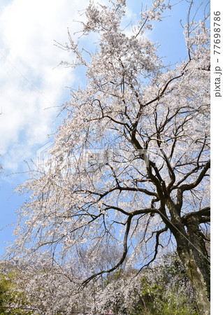 小田原市長興山　紹太寺の枝垂桜 77698786