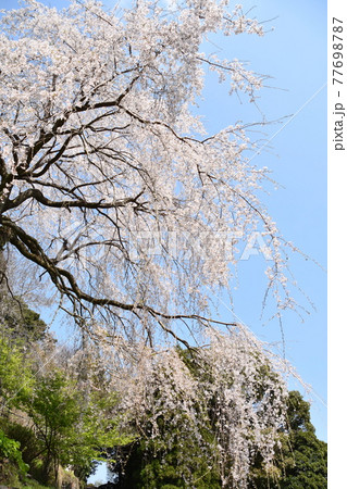 小田原市長興山　紹太寺の枝垂桜 77698787
