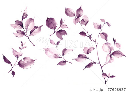 透明水彩 水彩画 花 77698927