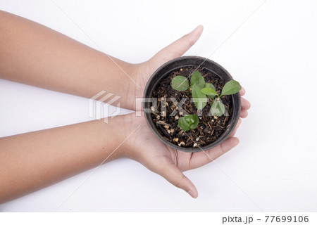 Human hand holding the green plant in a pot Human hand holding the green plant in a pot 77699106