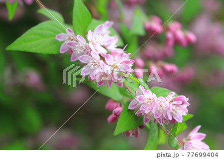 ピンク色のウツギ ピンク色のウツギ 77699404