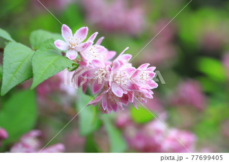ピンク色のウツギ 77699405