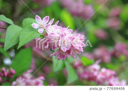 ピンク色のウツギ 77699406