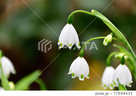 スノーフレーク スズランスイセン の花 埼玉県 3月の写真素材